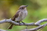 Spotted Flycatcher (Muscicapa striata)