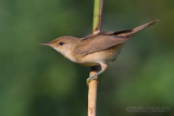 Reed Warbler (Acrocephalus scirpaceus)