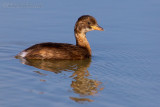 Little Grebe (Tachybaptus ruficollis)