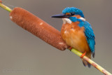 Kingfisher (Alcedo atthis)