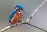 Kingfisher (Alcedo atthis)