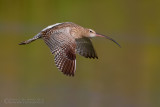 Eurasian Curlew (Numenius arquata)