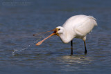 Spoonbill (Platalea leucorodia)