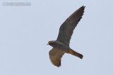 Sooty Falcon (Falco unicolor)