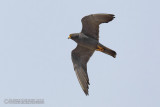Sooty Falcon (Falco unicolor)