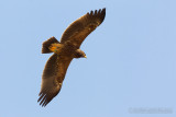 Lesser Spotted Eagle (Aquila pomarina)