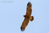Lesser Spotted Eagle (Aquila pomarina)