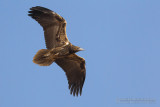 Egyptian Vulture (Neophron percnopterus)