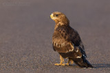 Honey Buzzard (Pernis apivorus)