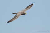 Sooty Falcon (Falco concolor)