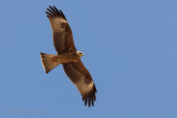 Black Kite (Milvus migrans)