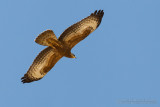 Honey Buzzard (Pernis apivorus)