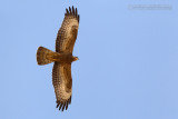 Honey Buzzard (Pernis apivorus)