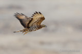 Honey Buzzard (Pernis apivorus)