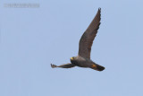 Sooty Falcon (Falco unicolor)