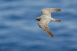 Sooty Falcon (Falco unicolor)