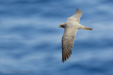 Sooty Falcon (Falco unicolor)