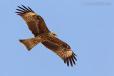 Eastern Black Kite (Intergrade Black Kite x Black-eared Kite - Milvus migrans migrans x lineatus)