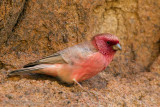 Sinai Rosefinch (Carpodacus synoicus)