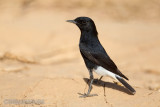 White-crowned Black Wheatear (Oenanthe leucopyga)