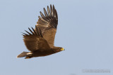 Lesser Spotted Eagle (Aquila pomarina)