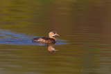 Little Grebe (Tachybaptus ruficollis)