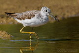 Greenshank (Tringa nebularia)
