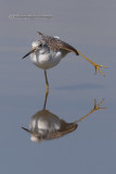 Greenshank (Tringa nebularia)