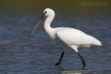 Spoonbill (Platalea leucorodia)