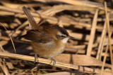 Moustached Warbler (Acrocephalus melanopogon)