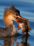 Red.breasted Merganser (Mergus serrator) eating a Black Scorpionfish (Scorpena porcus)