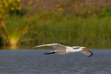 Spoonbill (Platalea leucorodia)