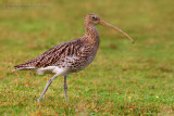 Eurasian Curlew (Numenius arquata)