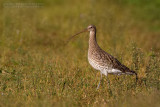 Eurasian Curlew (Numenius arquata)