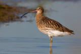 Eurasian Curlew (Numenius arquata)