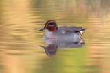 Common Teal (Anas crecca)