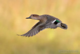 Common Teal (Anas crecca)
