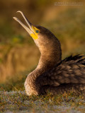 Great Cormorant (Phalacrocorax carbo ssp sinensis)