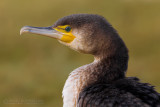 Great Cormorant (Phalacrocorax carbo ssp sinensis)