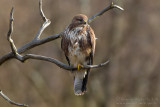 Common Buzzard (Buteo buteo)