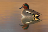 Common Teal (Anas crecca)