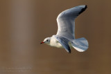 Common Black-headed Gull (Croicocephalus ridibundus)