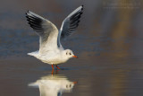 Common Black-headed Gull (Croicocephalus ridibundus)