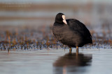 Coot (Fulica atra)