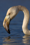 Flamingo (Phoenicopterus roseus)