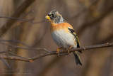 Brambling (Fringilla montifringilla)