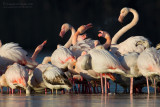 Flamingo (Phoenicopterus roseus)