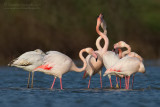 Greater Flamingo (Fenicottero)