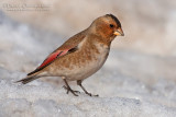 African Crimson-winged Finch (Rhodopechys alienus)