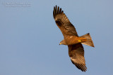 Black Kite (Milvus migrans)